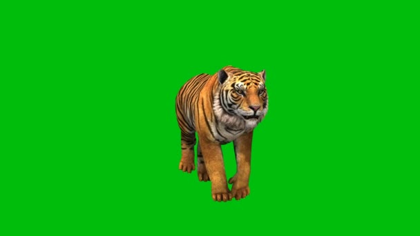 Tiger Καλύτερο Ανάλυση Εφέ Βίντεο Πράσινη Οθόνη Αφηρημένη Τεχνολογία Επιστήμη — Αρχείο Βίντεο