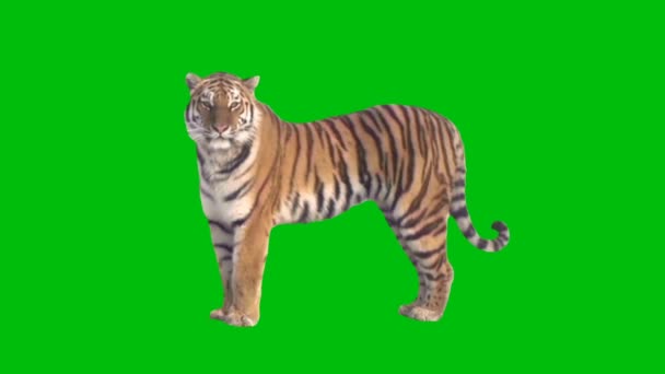 Tiger Beste Auflösung Videoeffekte Green Screen Abstrakte Technologie Wissenschaft Technik — Stockvideo
