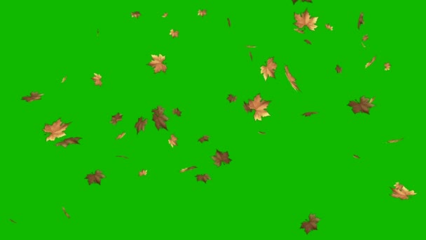 Осенние Листья Падают Зеленый Хромакей Фоне Анимированный Зеленый Screen Mp4 — стоковое видео