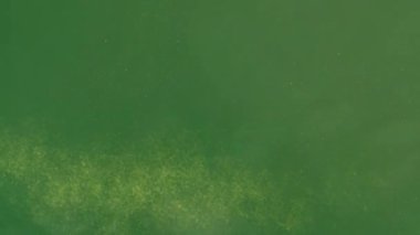 toz ve kum yüksek kalite yeşil ekran animasyonu, yeşil ekran arkaplanının video elemanı, Ultra Yüksek Tanımlama, 4k video