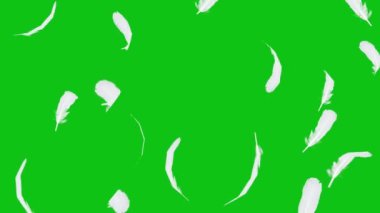 Yeşil Ekranda Tüy Hareketi