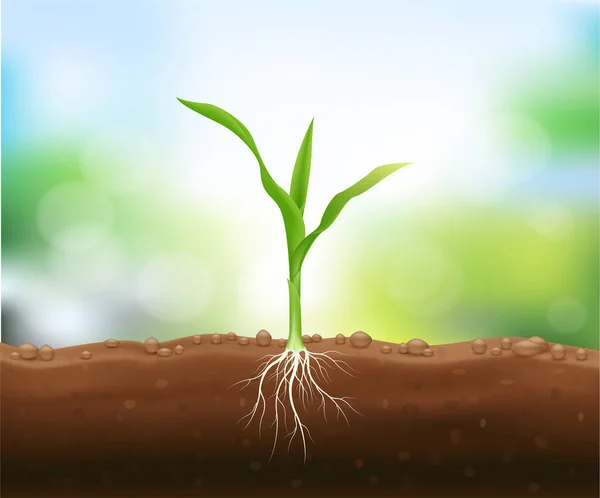 뿌리가 옥수수 인기있는 곡물을 성장시켜 동물의 먹이로 요리하거나 가공하는 광고를 — 스톡 벡터