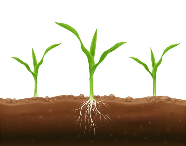 Corn Seedlings Underground Roots Maize Growth Popular Grain Crop Used — Stock Vector