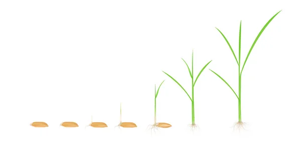 Buğday Büyümesinin Aşamaları Yeşil Saplı Pirinç Tohumları Beyaz Arka Planda — Stok Vektör