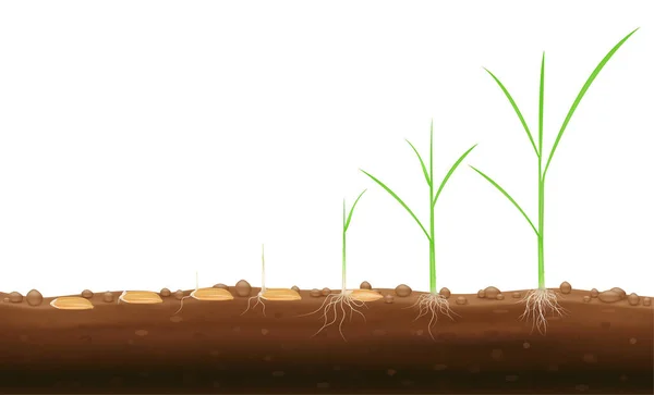 Stádia Růstu Pšenice Semena Rýže Stonky Zelených Podzemních Kořenů Izolované — Stockový vektor