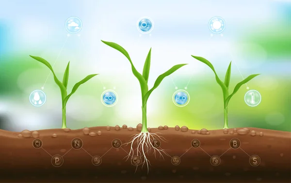 Semena Kukuřice Rostoucí Úrodné Půdy Podzemními Kořeny Hnojiva Zblízka Mají — Stockový vektor