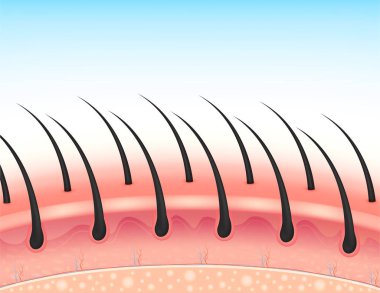 Sağlıklı saç ve deri tabakası. Gerçekçi 3 boyutlu vektör çizimi. Tıp bilimi sağlığı konsepti. Reklam için güzellik kliniği, kozmetik ve afiş.