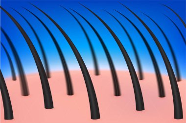 Sağlıklı saç ve kafa derisi. Gerçekçi 3 boyutlu vektör çizimi. Tıp bilimi sağlığı konsepti. Reklam için güzellik kliniği, kozmetik ve afiş.