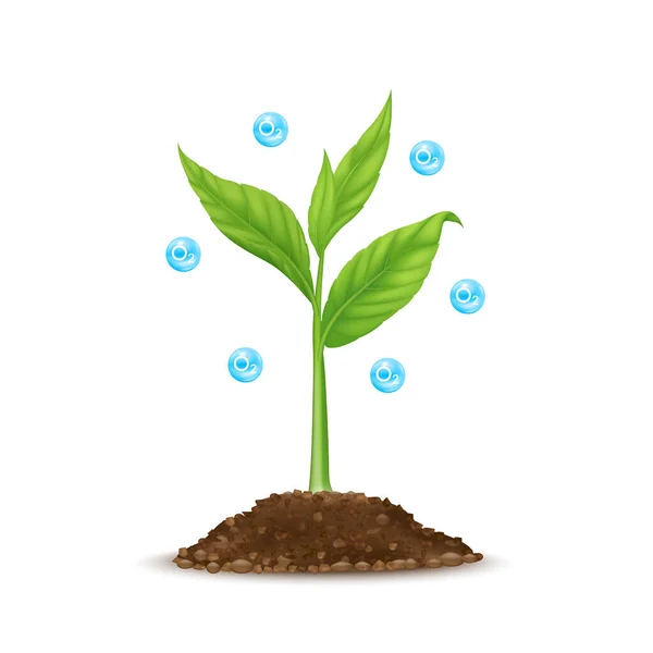 Osivo Listovou Zelení Roste Semen Kyslíku Modrý Zemní Plyn Světový — Stockový vektor