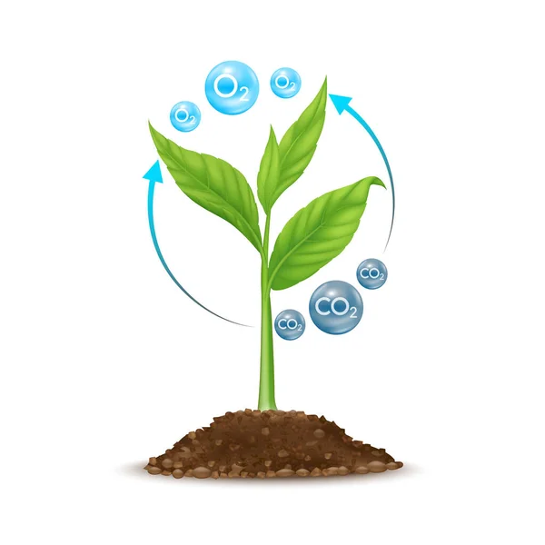 Semen Půdě Vyrůstá Semeno Zelenými Listy Proces Fotosyntézy Stromů Absorbuje — Stockový vektor