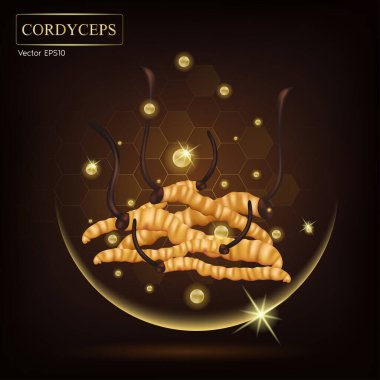 Geleneksel Çin bitkileri ve sağlık ürünleri için Cordyceps Extract. Vektör EPS10