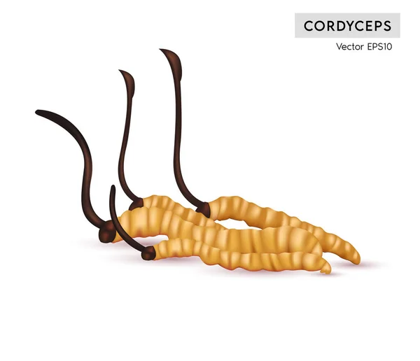 Cordyceps Sinensis Tradycyjne Chińskie Zioła Jest Grzyb Który Używa Się — Wektor stockowy