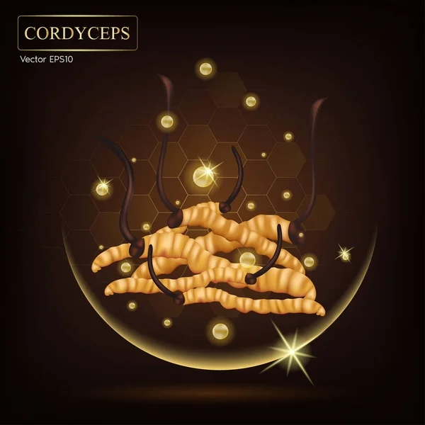 Cordyceps Extrakt Für Volksmedizin Traditionelle Chinesische Kräuter Und Nahrungsergänzungsmittel Vektor — Stockvektor