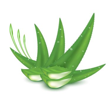Aloe vera taze yeşil bitki. Kolajen ve vitamin serumu. Cilt bakımı, güzellik ürünleri. Tıbbi konseptler ve sağlık malzemeleri. Beyaz arkaplanda Gerçekçi 3D Vektör illüstrasyonu.
