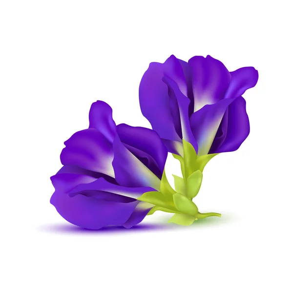 Flor Guisante Azul Guisante Mariposa Púrpura Aislado Sobre Fondo Blanco — Archivo Imágenes Vectoriales