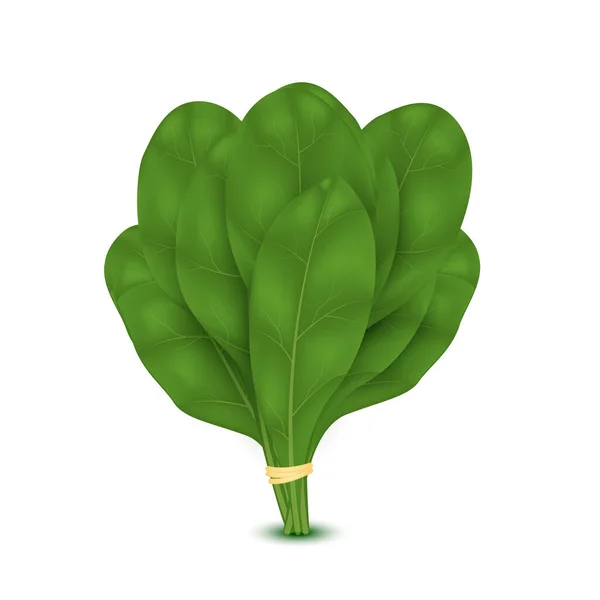 Groene Verse Sappige Spinazie Bladeren Groene Salade Plant Platte Stijl — Stockvector