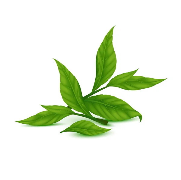 茶葉は新緑 茎を持つインドセイロンまたは中国の緑茶葉 白い背景に隔離されている 現実的な3DベクトルEps10のイラスト — ストックベクタ
