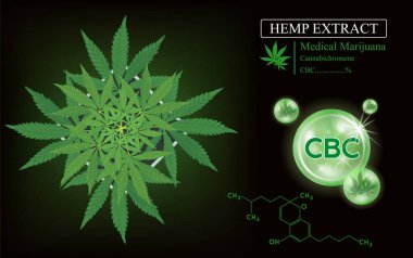 Yeşil Marijuana Yaprakları. Tıbbi otlar, CBC (Cannabichromene) yağ keneviri ürünleri. Vektör EPS10 illüstrasyonu.