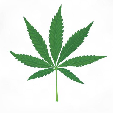 Yeşil Marijuana Yaprakları. Beyaz arka planda tıbbi bitkiler. Vektör EPS10 illüstrasyonu.