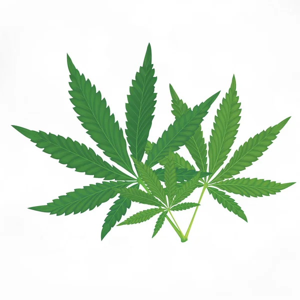 Zelené Marihuanové Listy Zdravotní Byliny Bílém Pozadí Vektorová Ilustrace Eps10 — Stockový vektor