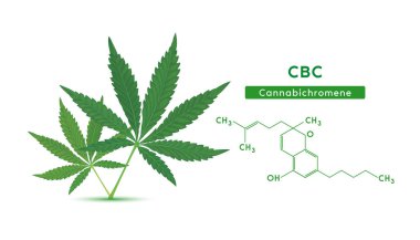 Beyaz arka planda yeşil marihuana yaprakları ve kimyasal formüllü Cannabichromin (CBC) moleküler yapısı izole edilmiştir. Vektör EPS10. Alternatif bitkiler. Tıbbi ve bilimsel kavramlar.