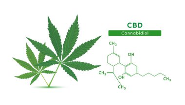 Beyaz zemin üzerinde yeşil marihuana yaprakları ve kimyasal formüllü Cannabidiol (CBD) izole edilmiştir. Vektör EPS10. Alternatif bitkiler. Tıbbi ve bilimsel kavramlar.