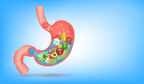 消化器系のための最高の食品 強い健康的な胃の文字 X線人間の胃の中に果物や野菜を示しています 医療や健康食品の概念を食べる 3Dベクトルイラスト — ストックベクタ