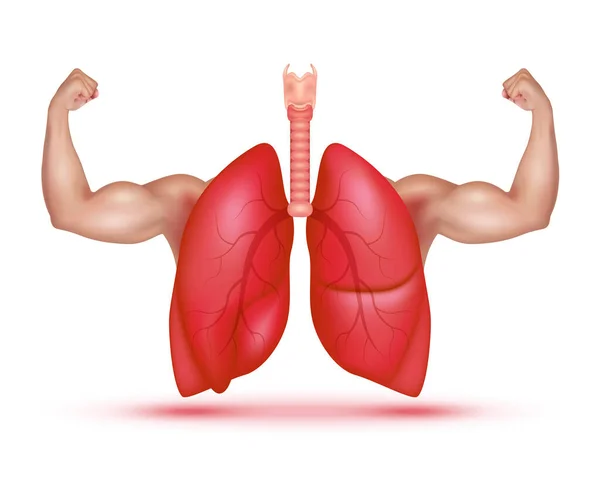 Strong Healthy Human Lungs Powerful Arms Showing Strong Muscles Realistic — Stock Vector