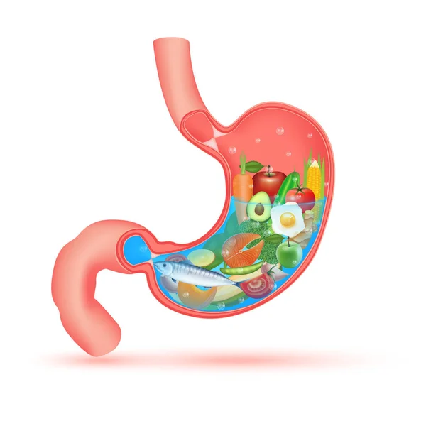 消化器系のための最高の食品 強い健康的な胃の文字 X線人間の胃の中に果物や野菜を示しています 医療や健康食品の概念を食べる 3Dベクトルイラスト — ストックベクタ