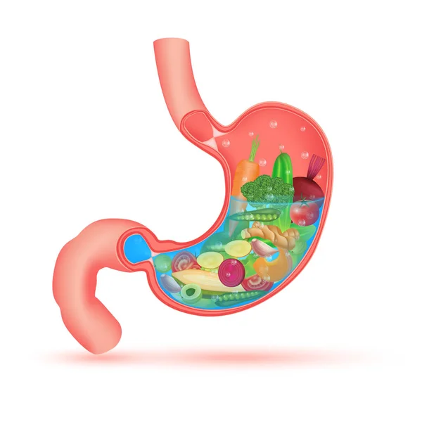 Los Mejores Alimentos Para Sistema Digestivo Fuerte Carácter Estomacal Saludable — Archivo Imágenes Vectoriales
