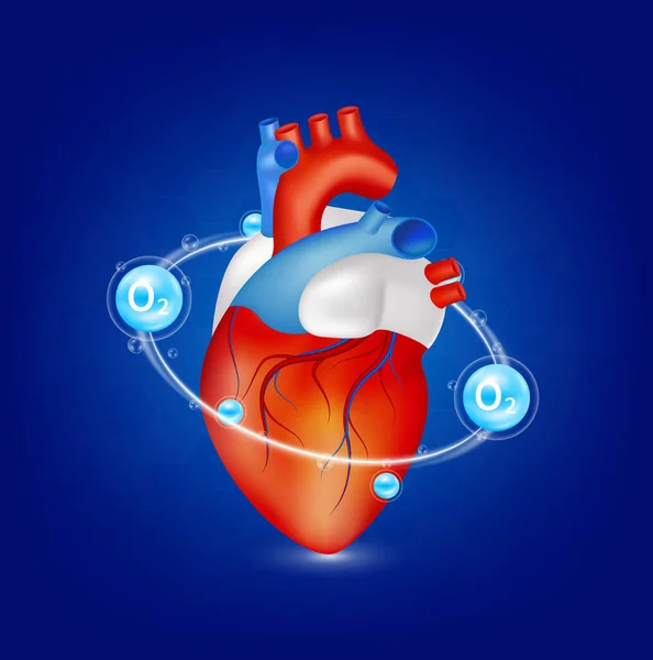 Healthy Heart Anatomy Oxygen Radius Ring Surrounds Medical Food Supplement — Stock Vector