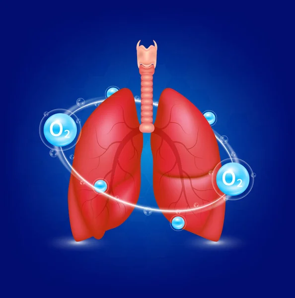 健康な肺の解剖学と酸素O2半径リングを囲みます 医療食品サプリメントの概念 3Dリアルなベクトル Eps10 — ストックベクタ