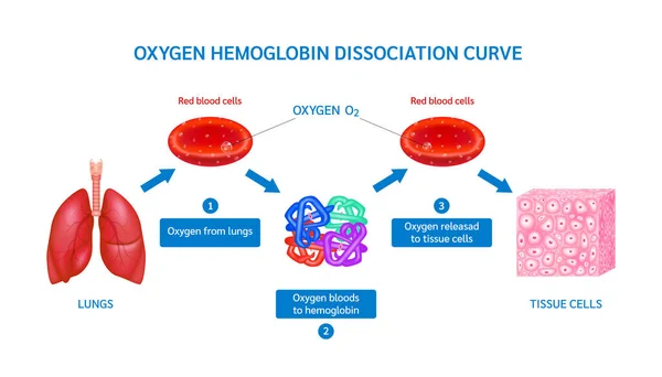 Hemoglobinmolekyler Som Transporterar Syre Röda Blodkroppar Från Lungor Till Vävnadscell — Stock vektor