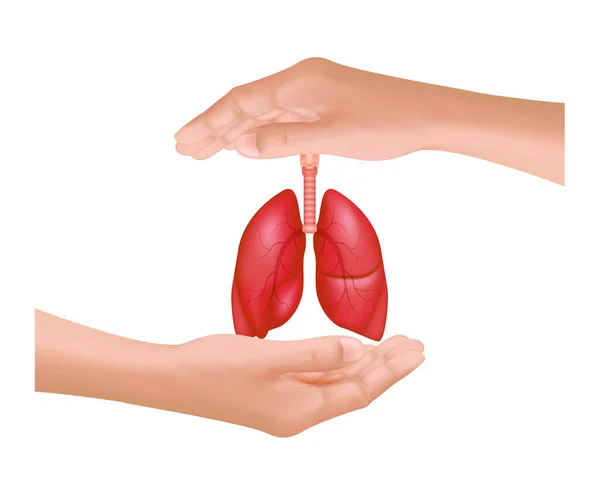 Zdravé Červené Plíce Ruce Izolované Bílém Pozadí Koncepce Léčby Respiračního — Stockový vektor