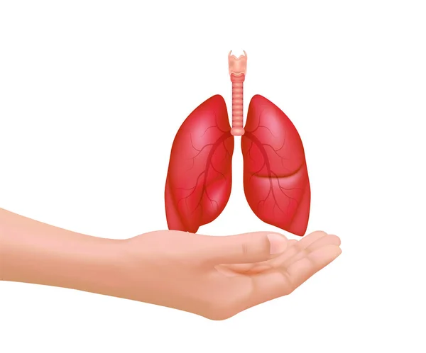 白い背景に隔離された手の健康的な赤い肺 呼吸器系治療の概念と肺疾患治療 リアルな3Dベクトルイラスト — ストックベクタ
