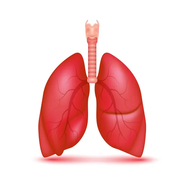 Friska Röda Lungan Isolerad Vit Bakgrund Behandlingskoncept För Andningssystemet Och — Stock vektor
