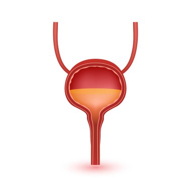 Mesane anatomisi modeli beyaz arka planda izole edilmiş. İnsan vücudunun ana organı. Tıp ve bilim konsepti. 3B Vektör.