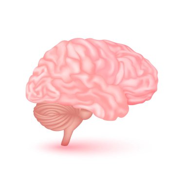 Beyaz arka planda izole edilmiş beyin anatomisi modeli. İnsan vücudunun ana organı. Tıp ve bilim konsepti. 3B Vektör.