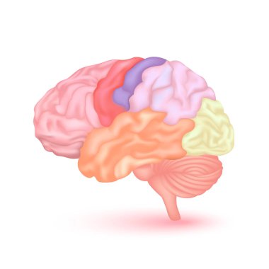 Beyaz arka planda izole edilmiş beyin anatomisi modeli. İnsan vücudunun ana organı. Tıp ve bilim konsepti. 3B Vektör.
