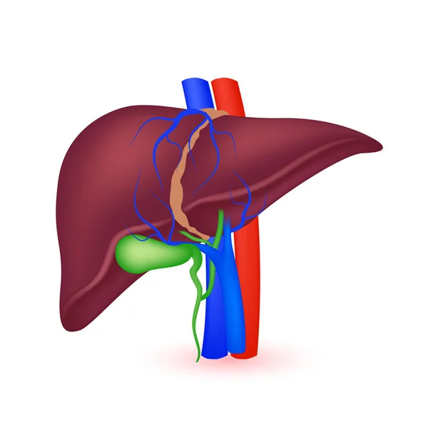 肝脏解剖模型在白色背景上分离 人体的主要器官 医学和科学概念 3D矢量 — 图库矢量图片