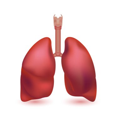 Zatürree tüberküloz hastalığı. Beyaz arka planda izole edilmiş insan akciğerleri anatomisi modeli. İnsan vücudunun ana organı. Tıp ve bilim konsepti. 3B Vektör.