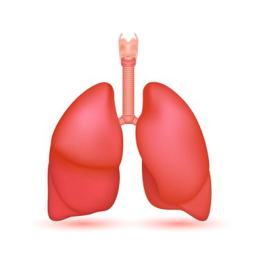 Akciğer insan anatomisi modeli beyaz arka planda izole edildi. İnsan vücudunun ana organı. Solunum sistemi sağlıklı akciğerler. Tıp ve bilim konsepti. Simge 3B Vektörü.