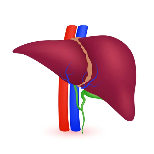 Модель Анатомії Печінки Ізольована Білому Тлі Головний Орган Людського Тіла — стоковий вектор