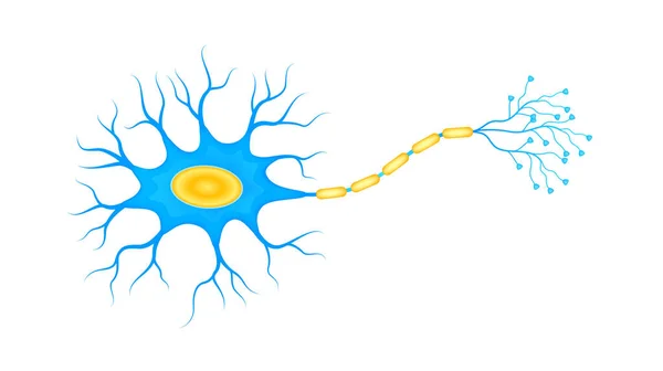Kék Neurális Háló Szerkezet Sejt Anatómia Modell Elszigetelt Fehér Alapon — Stock Vector
