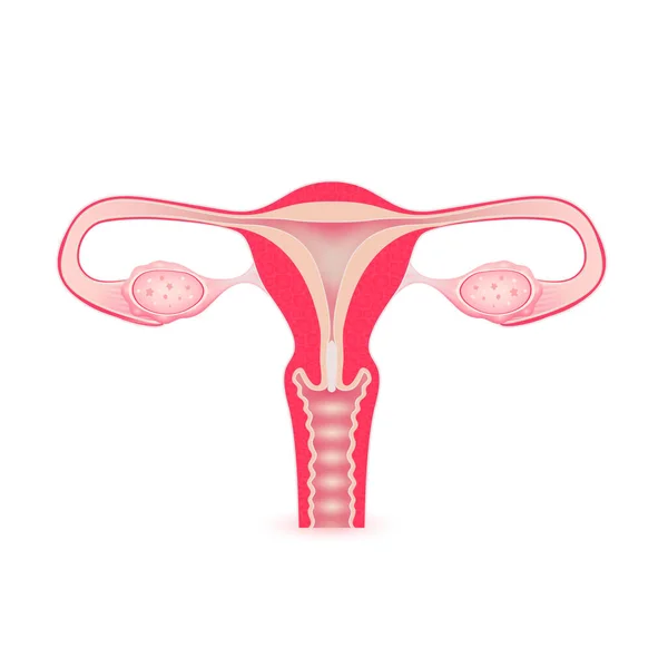 stock vector Female uterus anatomy model isolated on a white background. Main organ of the human body. Medicine and science concept. 3D Vector.