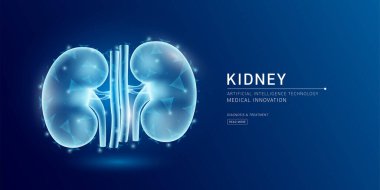 Web sitesi şablonu. İnsan böbrek anatomisi yarı saydam düşük polyester üçgenler. Koyu mavi arka planda parlak bir organ hologramı. Tıbbi yenilik tedavi konsepti. Sancak vektörü.