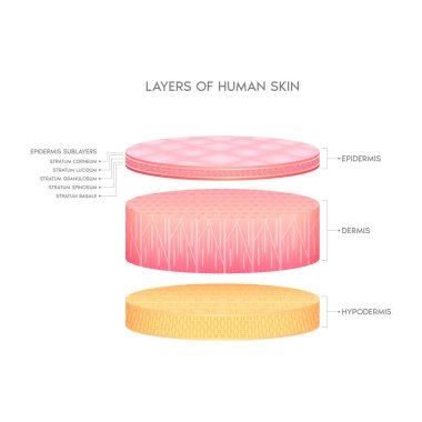 İnsan anatomisi derisinin katmanı. Derinin üst deri tabakaları ve deri altı dokuları. Deri sağlığı konsepti tıbbi diyagram biyolojik bilgi. Beyaz arka planda izole edilmiş. 3B vektör.
