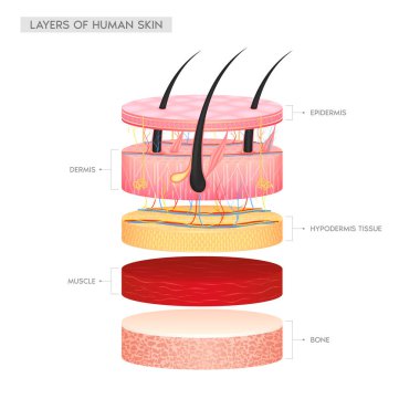 Hair dermis epidermis adipose layers, hypodermis tissue, fat cells and muscle with bone. Layer of the human anatomy skin. Skin health care concept medical diagram infographic. Isolated 3D vector. clipart