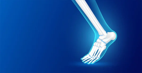 脚踝骨和关节软骨侧蓝色背景 文本复制空间 人体骨骼解剖健康 医疗保健科学概念 现实的3D矢量 — 图库矢量图片