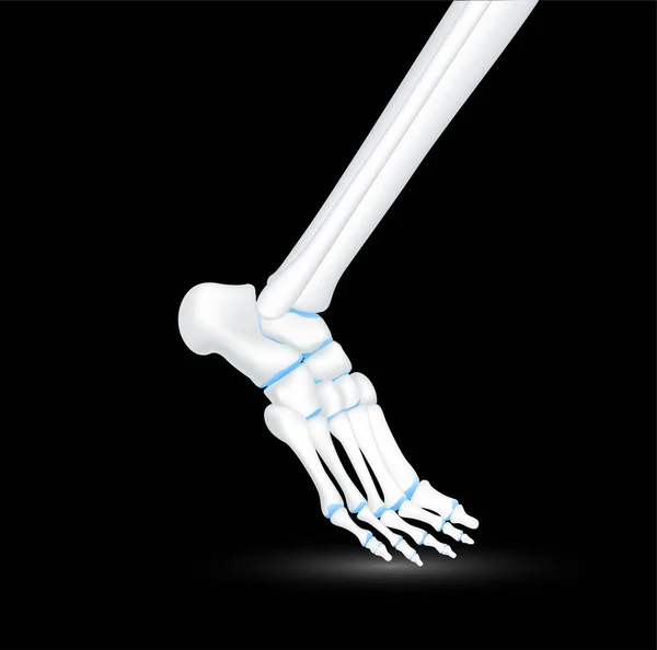 黒い背景の骨フットとジョイント軟骨側 人間の骨格解剖学は健康である 医療医療科学コンセプト 現実的な3Dベクトル — ストックベクタ
